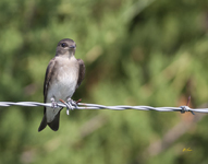 Northern Rough winged Swallow 9323